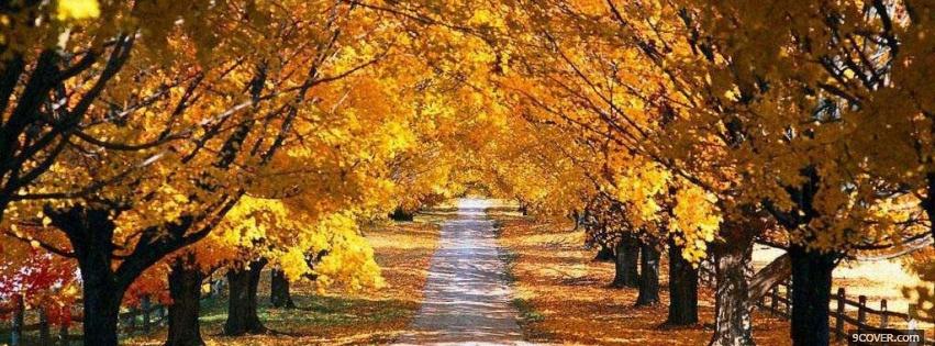 Photo path in forest nature Facebook Cover for Free
