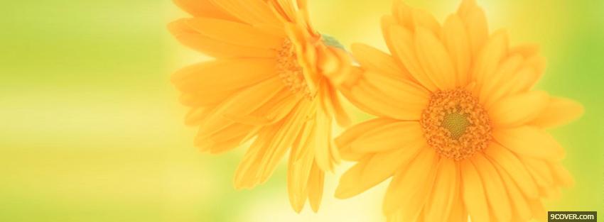 Photo soft yellow flowers nature Facebook Cover for Free