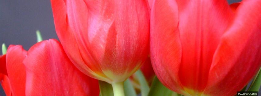 Photo zoomed tulips nature Facebook Cover for Free