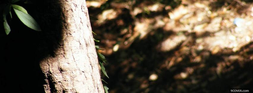Photo simple tree trunk nature Facebook Cover for Free