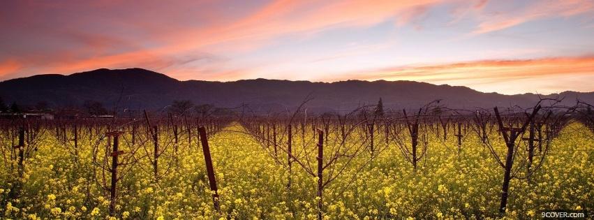 Photo vineyard nature Facebook Cover for Free