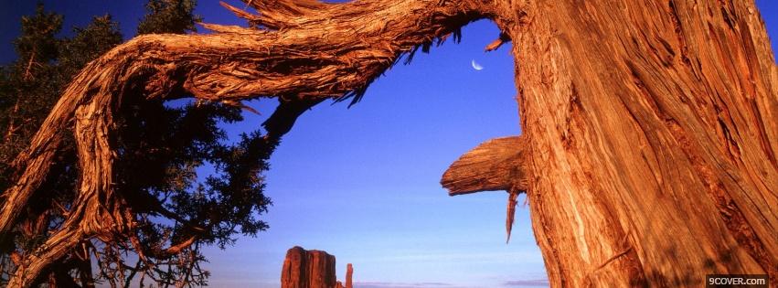 Photo old tree trunk nature Facebook Cover for Free