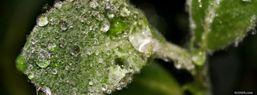 Photo watered leaf nature Facebook Cover for Free