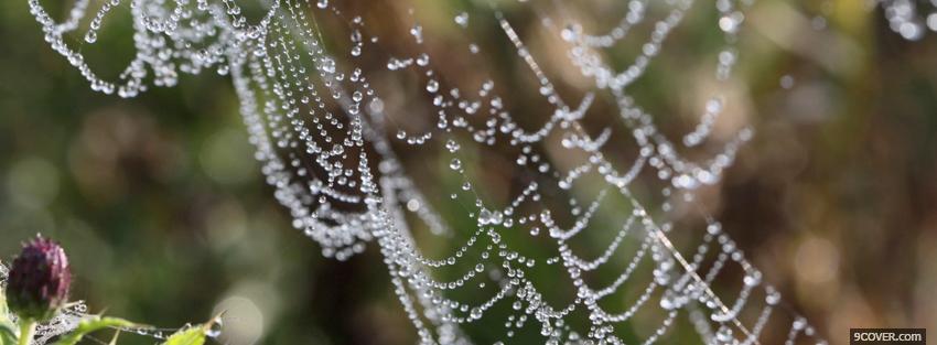 Photo spider web nature Facebook Cover for Free
