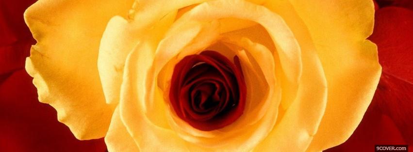 Photo stunning flower nature Facebook Cover for Free