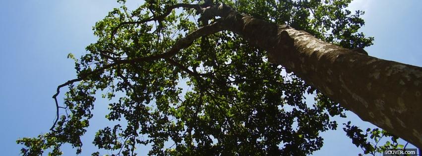 Photo tall green tree nature Facebook Cover for Free