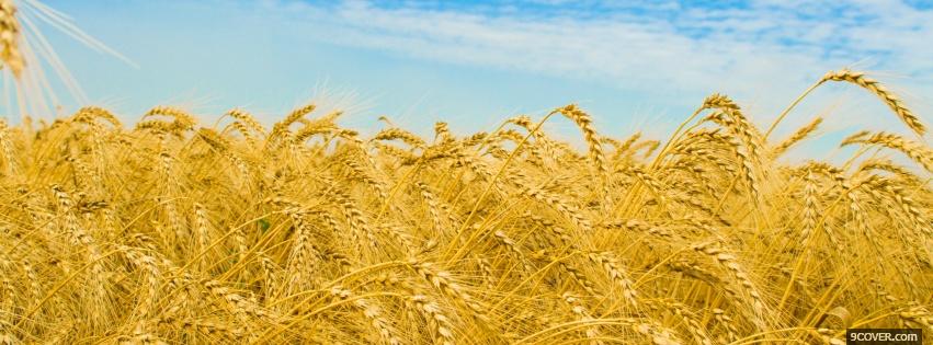 Photo wheat fields nature Facebook Cover for Free