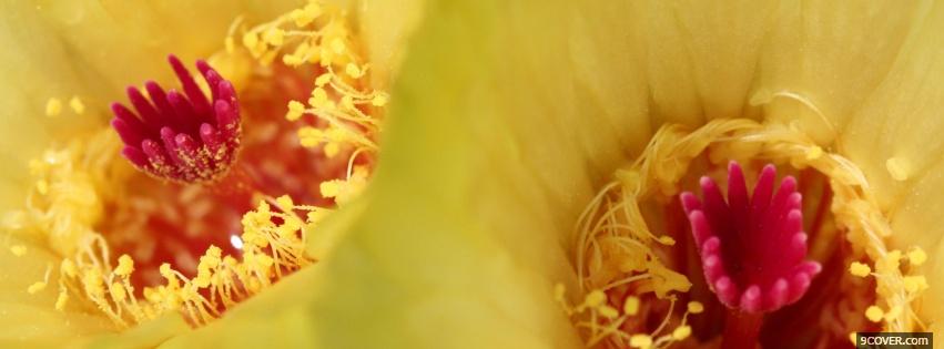 Photo yellow pink flowers nature Facebook Cover for Free