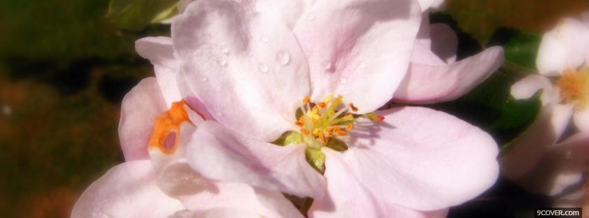 Photo pink delicat flowers nature Facebook Cover for Free
