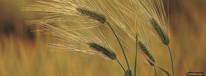 Photo wheat nature Facebook Cover for Free