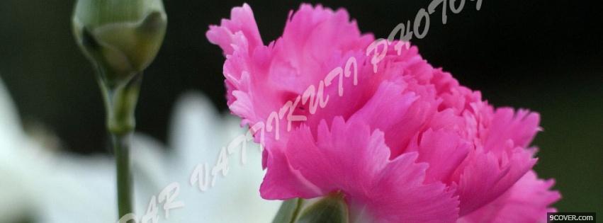 Photo pink nice flower nature Facebook Cover for Free