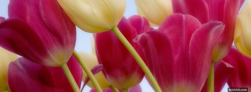 Photo pink and white tulips Facebook Cover for Free