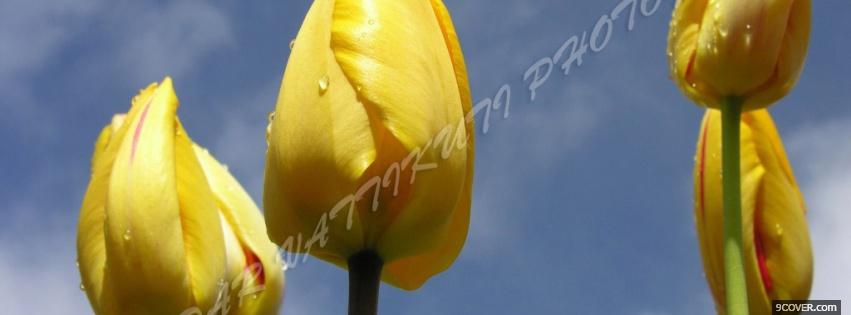 Photo yellow tulips nature Facebook Cover for Free