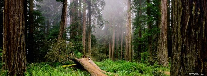 Photo redwood national park nature Facebook Cover for Free