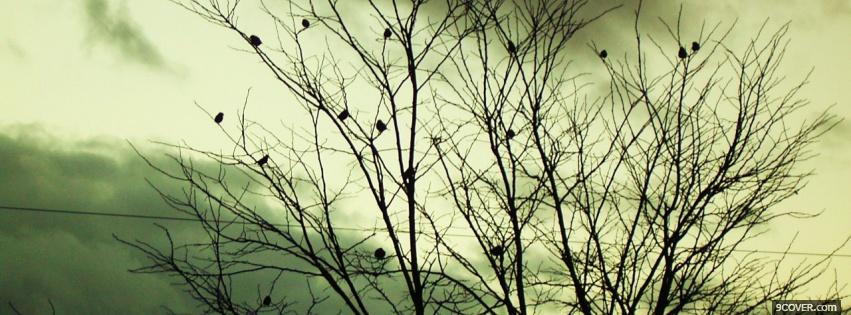 Photo sombre tree nature Facebook Cover for Free