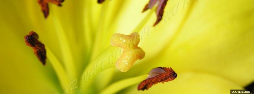 Photo zoomed yellow flower nature Facebook Cover for Free