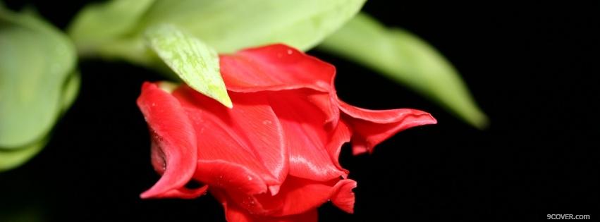Photo red little rose nature Facebook Cover for Free