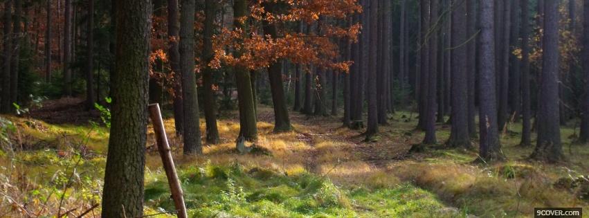 Photo walk in the forest nature Facebook Cover for Free