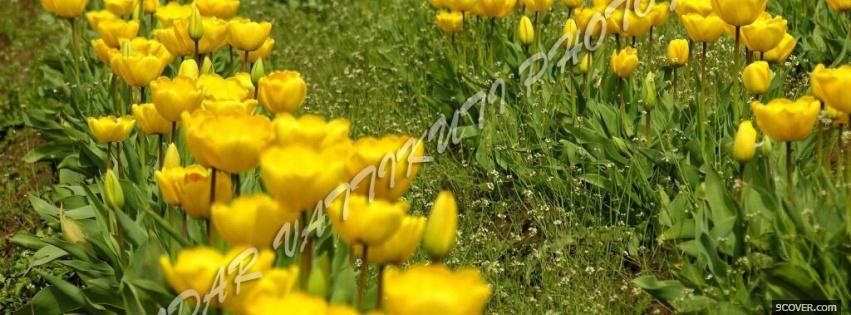 Photo tulips yellow garden Facebook Cover for Free