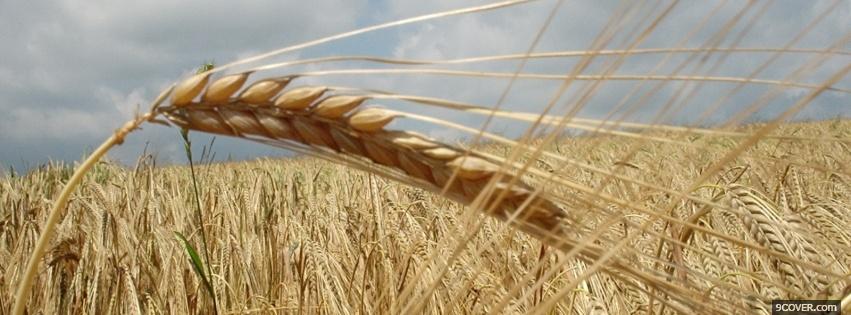 Photo wind and wheat nature Facebook Cover for Free