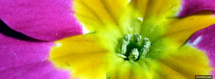 Photo yellow pink flower nature Facebook Cover for Free