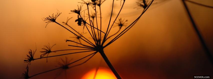 Photo sunset plant nature Facebook Cover for Free