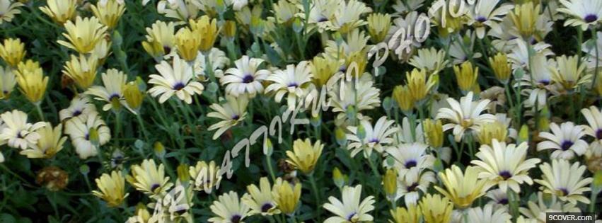 Photo yellow and white flowers Facebook Cover for Free