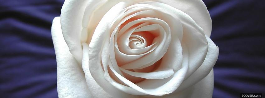 Photo white pretty rose nature Facebook Cover for Free