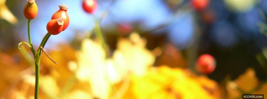 Photo red plants nature Facebook Cover for Free