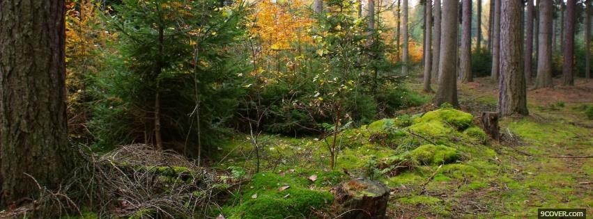 Photo wild forest nature Facebook Cover for Free