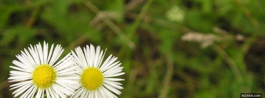 Photo spring flowers nature Facebook Cover for Free