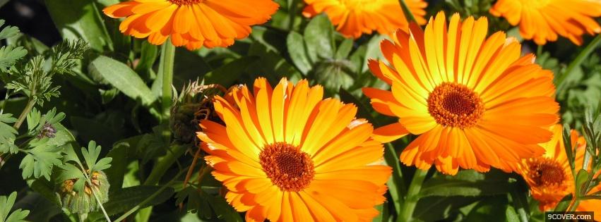 Photo orange big flowers nature Facebook Cover for Free