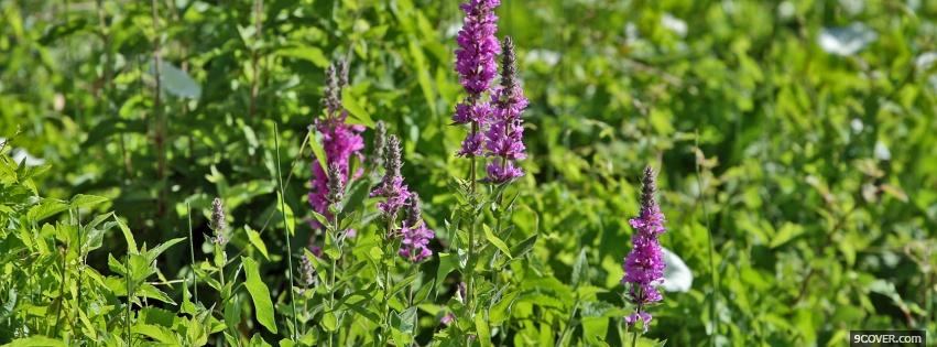 Photo wild purple flowers nature Facebook Cover for Free
