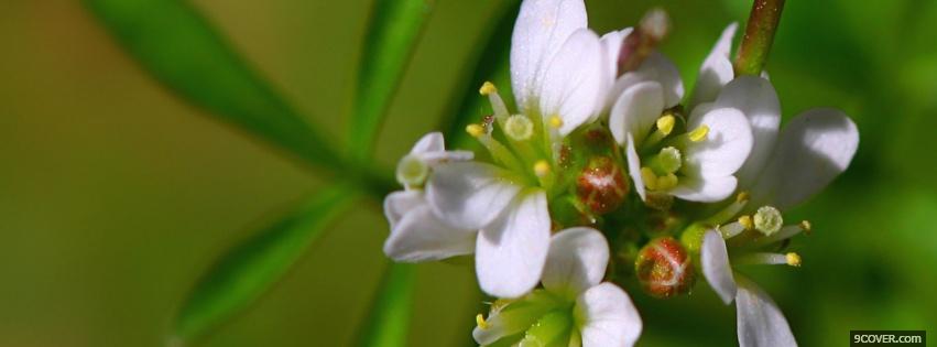 Photo small white flowers nature Facebook Cover for Free