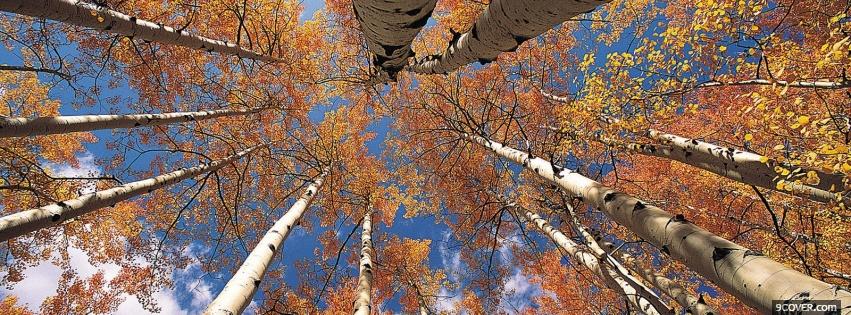 Photo top of autumn trees nature Facebook Cover for Free