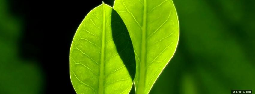 Photo two leaves nature Facebook Cover for Free