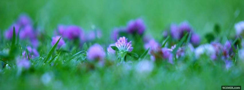 Photo purple flowers grass nature Facebook Cover for Free