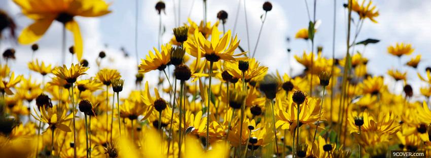 Photo sunflower garden nature Facebook Cover for Free