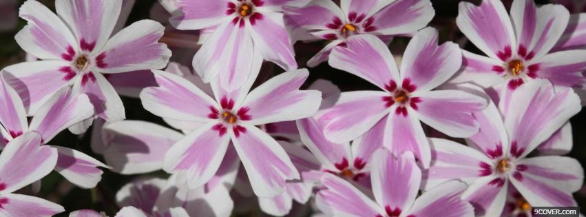 Photo pink cute flowers nature Facebook Cover for Free