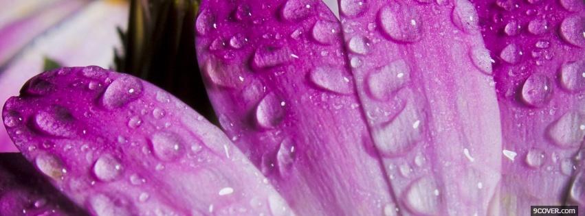 Photo purple petals nature Facebook Cover for Free