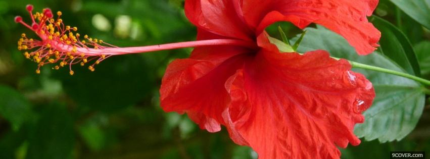 Photo red nice flower nature Facebook Cover for Free
