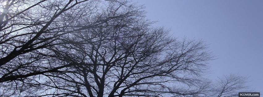 Photo tree height nature Facebook Cover for Free