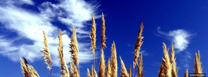 Photo view of wheat nature Facebook Cover for Free