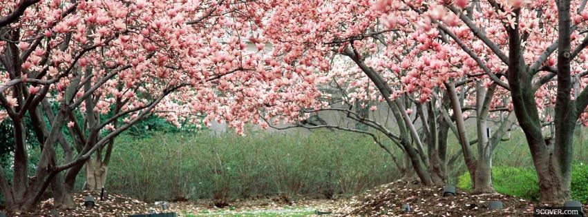 Photo pink forest nature Facebook Cover for Free