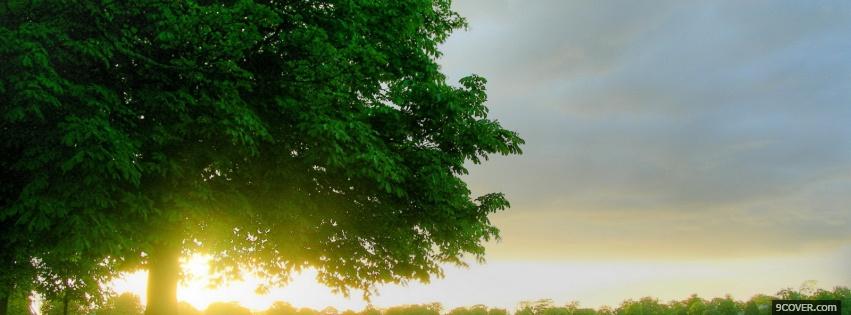 Photo spring sun nature Facebook Cover for Free
