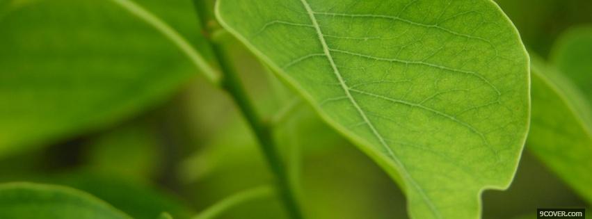 Photo up close leaves nature Facebook Cover for Free