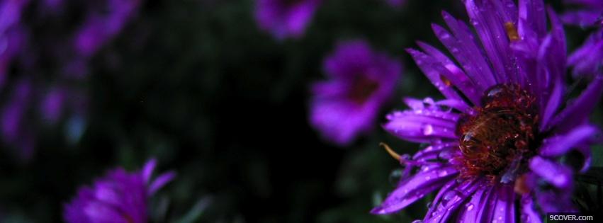 Photo purple flowers nature Facebook Cover for Free