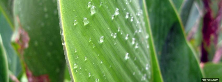 Photo rain drops leaves nature Facebook Cover for Free