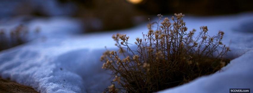 Photo snow and plant nature Facebook Cover for Free