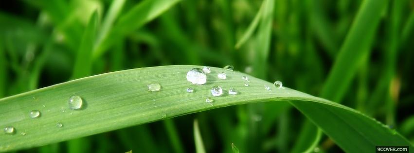 Photo water on plant nature Facebook Cover for Free